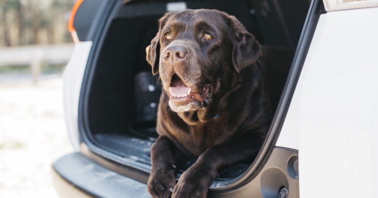 Quelques conseils pour véhiculer son animal de compagnie